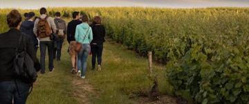 From Vine To Wine - Tour And Tasting (France)