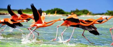 Celestun, Bird Sactuary And Eco Paradise (Mexico)