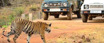 Nagpur To Vizag Tribal Villages & Tiger Safari (India)