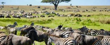 Ngorongoro Alluring Experience (Tanzania)