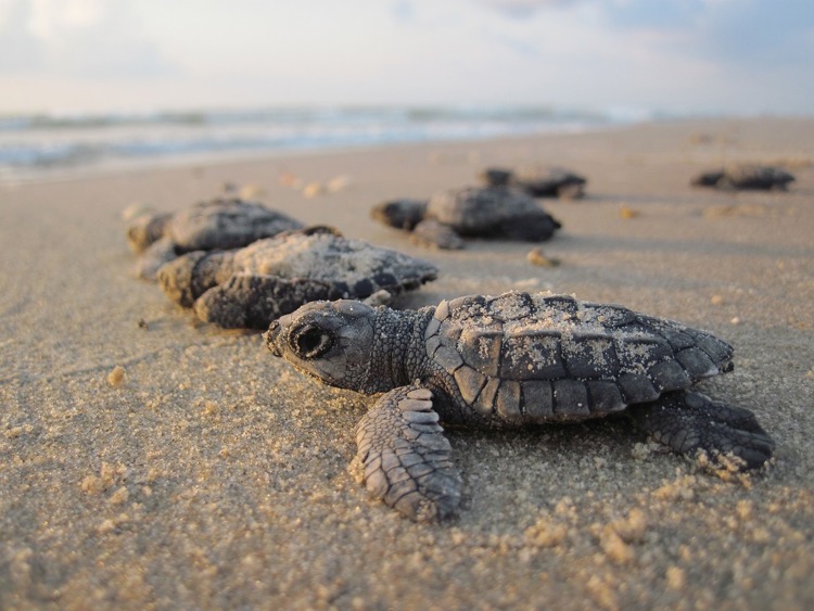 Turtle hatchlings making their way out to sea