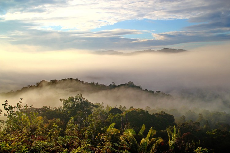A view across the forests of Borneo.