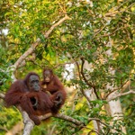 Eco-friendly businesses in Borneo