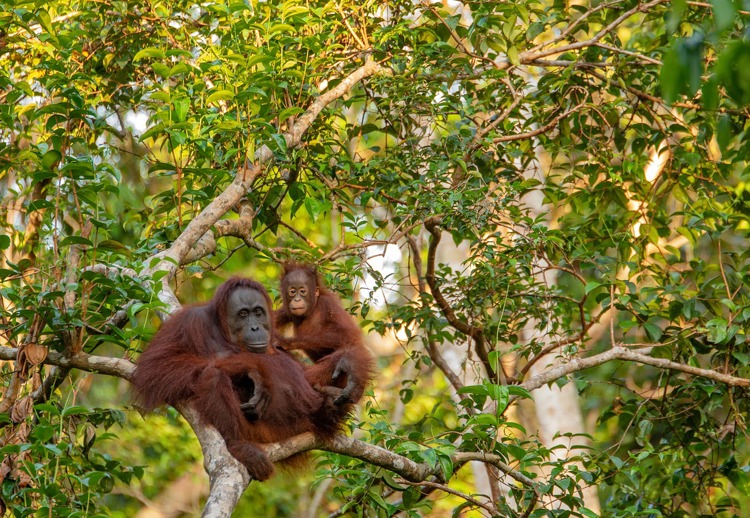 Mother and baby orangutan resting in the trees