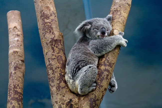 Koala Bear Australia