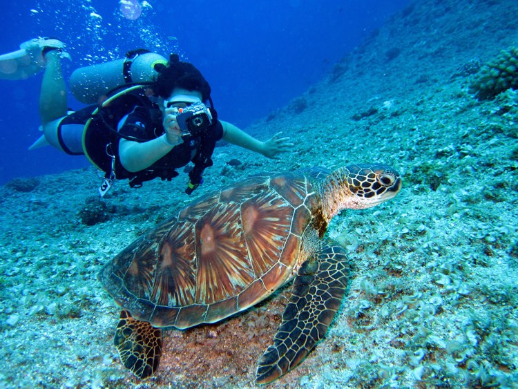 Diving with marine turtles in Cancun, Mexico.