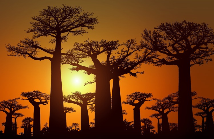 Madagascan baobab trees at sunset
