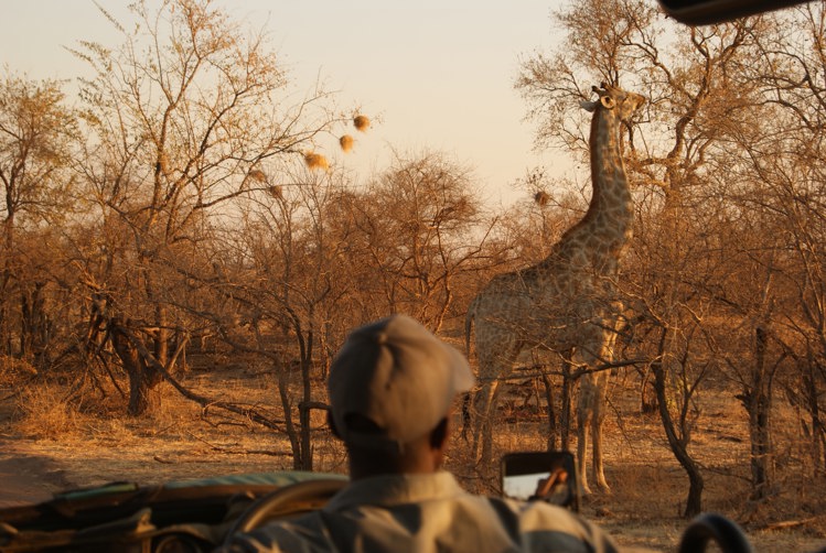 Man on Safari watching a giraffe eat from a tree