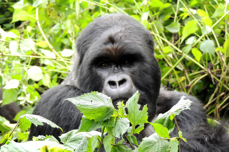 Gorilla in the forest of Rwanda
