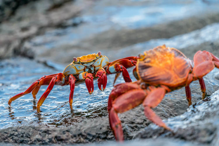 Red crabs on the Galapagos Islands