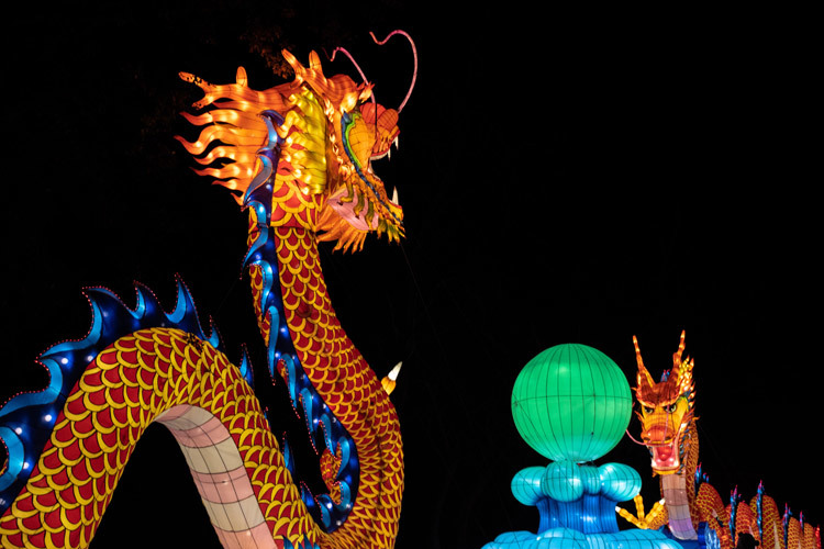 Brightly lit dragons for Chinese New Year