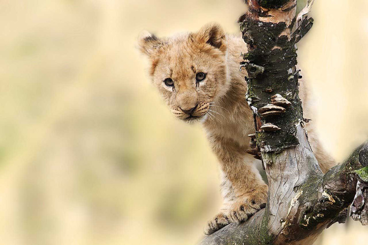 Lion cub standing on a branch in the wilds of Africa