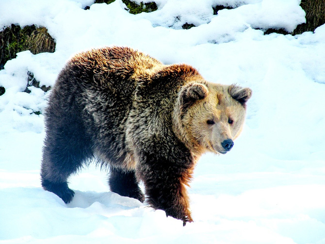 A brown bear walking in the snow in Romania