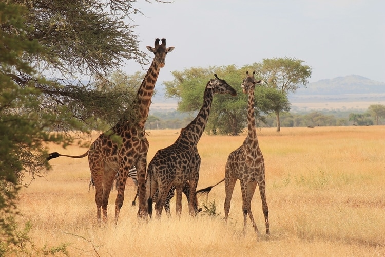 A group of giraffes in the wilds of Tanzania, Africa