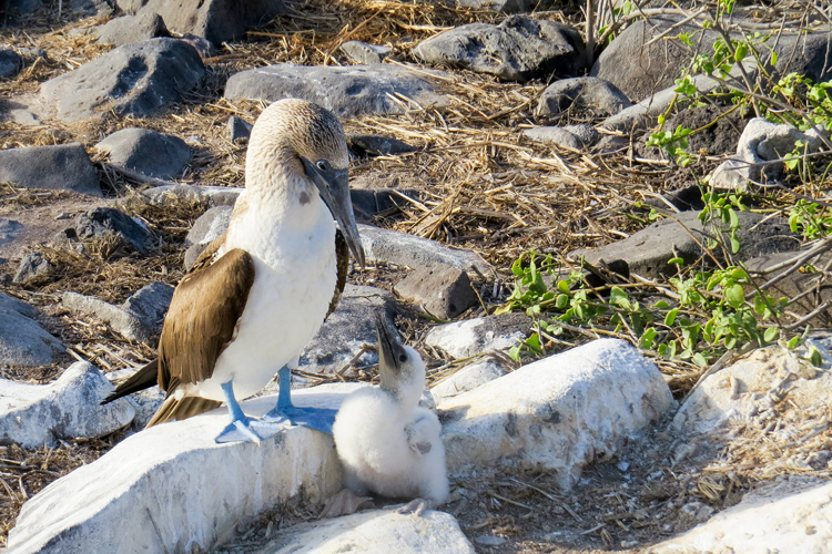 A blue footed booby bird feeding it's young