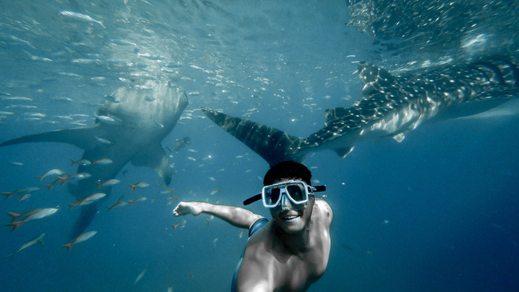 A man swimming with whale sharks in Cancun, Mexico.
