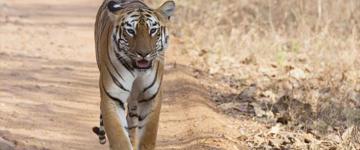 Eco tour: Wildlife Safari In Tadoba Andhari, Pench, Kanha & Bandhavgarh National Parks (India)