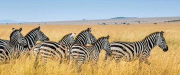 Eco tour: Great Migration At Masai Mara (Kenya)